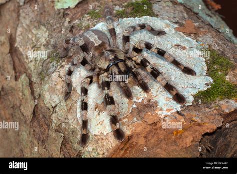 Arboreal tarantula, Poecilotheria tigrinawesseli. Eastern Ghats, India Stock Photo - Alamy