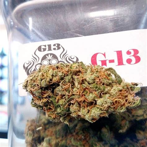 G13 Strain Information | Cannafo | Marijuana | Cannabis | Cannafo.com