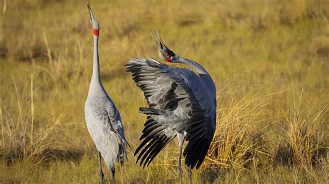 Strange love: 13 animals with truly weird courtship rituals | Live Science