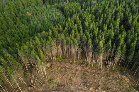 Needle Forest and a Young Deciduous Forest from Above Stock Image ...