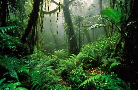 Tropical rainforests are the largest remaining rainforest habitat in the world | Premium AI ...