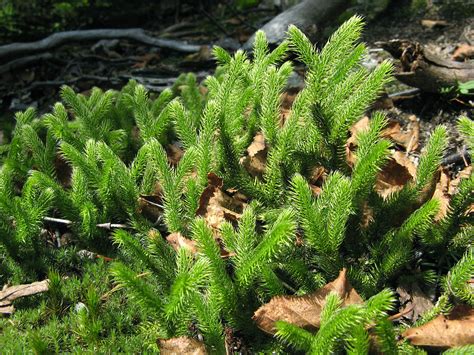 Lycopodium clavatum (common clubmoss, running clubmoss): Go Botany