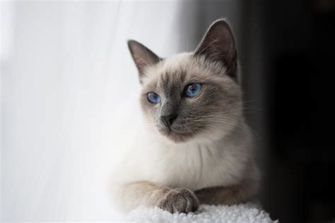 Blue Point Siamese Cat: Info, Pictures, Characteristics & Facts | Hepper