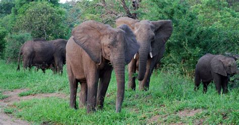 Animals of Malawi in the Majete Wildlife Reserve