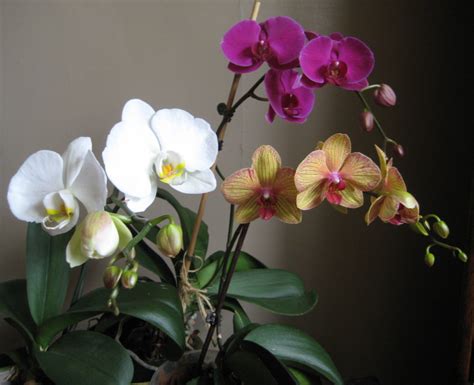 Easy Orchid for Beginners: The Moth Orchid - Dengarden