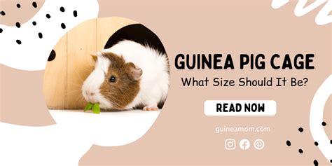 Guinea Pig Cage - What Size Should It Be? - Guinea Mom