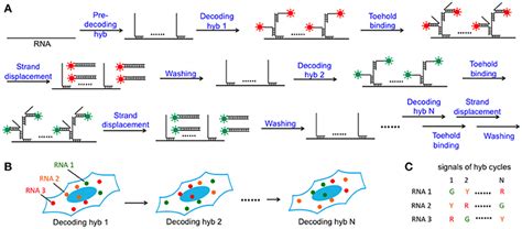 Frontiers | Single-Cell in Situ RNA Analysis With Switchable Fluorescent Oligonucleotides