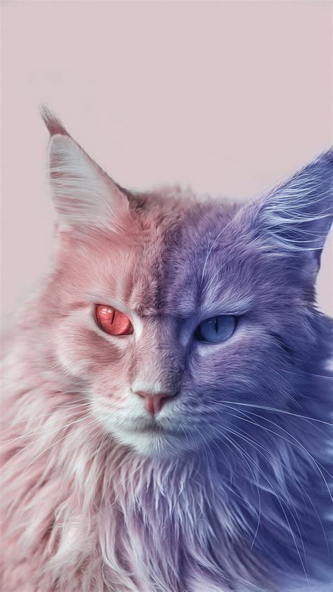 2K free download | Cat, animal, animals, blue, cat and dogs, eyes, red ...