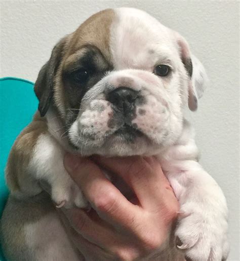 Nugget is a mini fawn male English Bulldog puppy, American born and ...