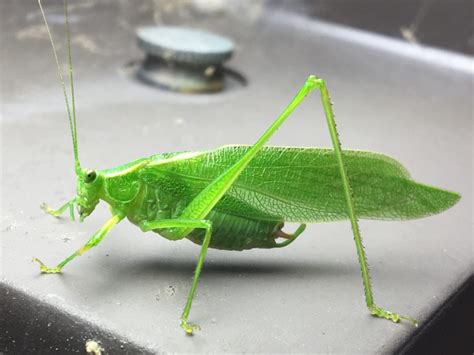 Northern Bush Katydid (Scudderia septentrionalis) – Seashore to Forest ...