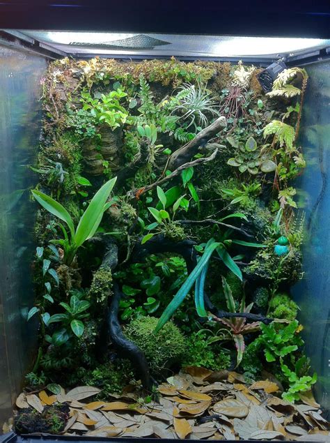 Vivarium setup for poison dart frogs. | Frog terrarium, Vivarium, Terrarium