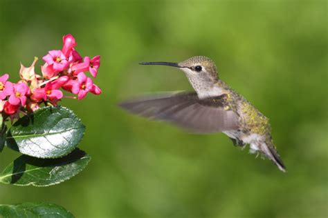 How to Make Hummingbird Nectar And Attract Hummingbirds to Your Yard - SheSaved®