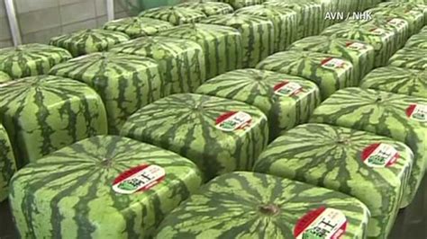 Japan's square watermelons gain popularity - ABC13 Houston