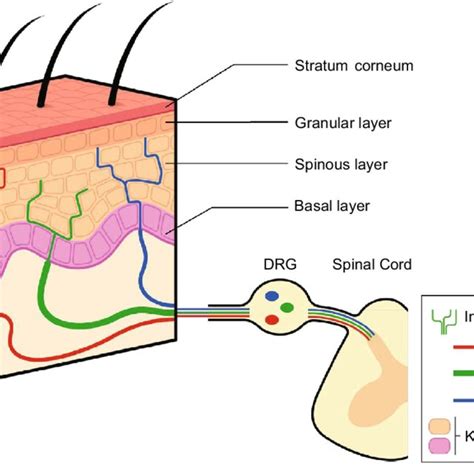 Intra-epidermal free nerve endings. The epidermis is innervated by... | Download Scientific Diagram