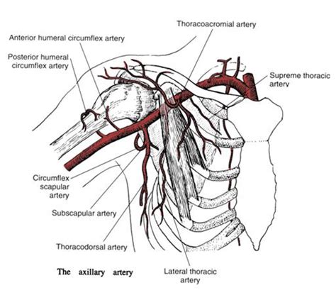 Proximal Humerus Fractures - Trauma - Orthobullets