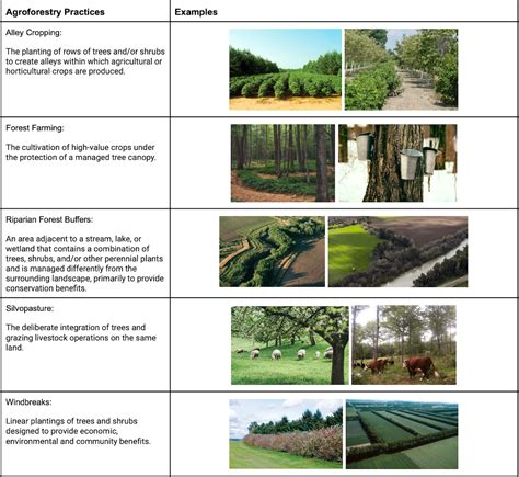 About - Agroforestry