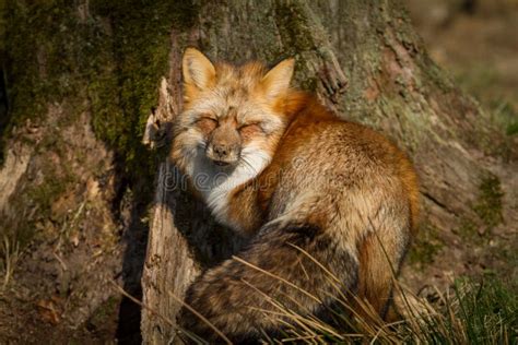 Red fox in the forest stock photo. Image of canine, background - 163753932