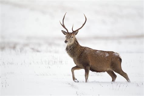 Wildlife Spotting - Cairngorms National Park Authority