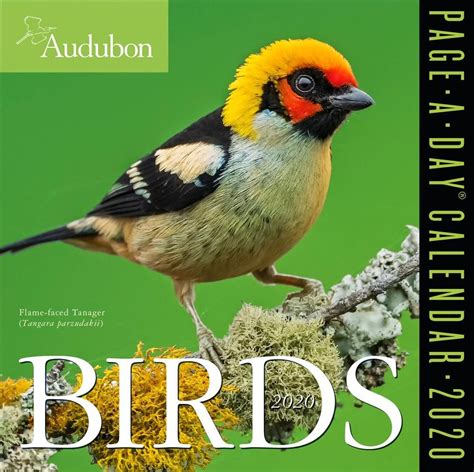 Buy 2020 Audubon Birds Colour Page-A-Day Calendar by Workman Calendars With Free Delivery ...