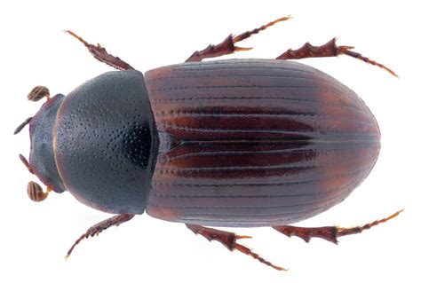 Planolinoides borealis (Gyllenhal, 1827) Syn.: Aphodius (P… | Flickr
