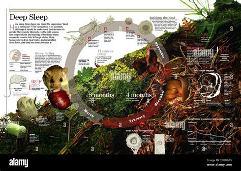 Infographic on dormouse hibernation. [QuarkXPress (.qxp); 6259x4015] Stock Photo - Alamy