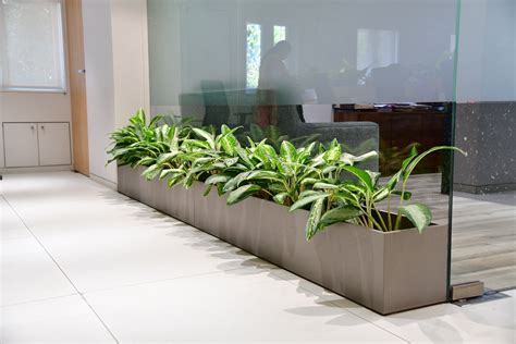 PLANTS FOR OFFICES