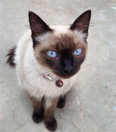 38 Best Names for Siamese Cats with Blue Eyes - The Paws