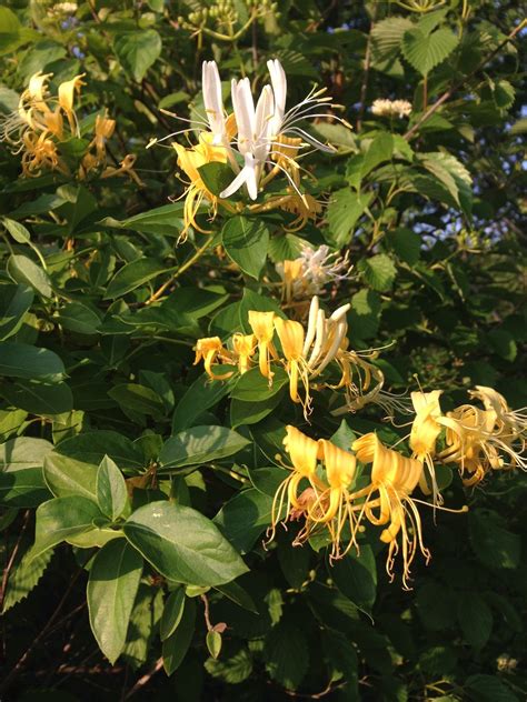 Are Honeysuckle Berries Edible? - Healing Picks