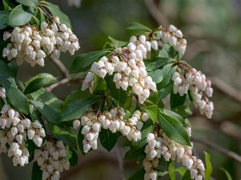 Andromeda Plant Info - Learn About Pieris Japonica Growing Conditions