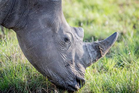 White Rhino grazing • Africa Travel Centre