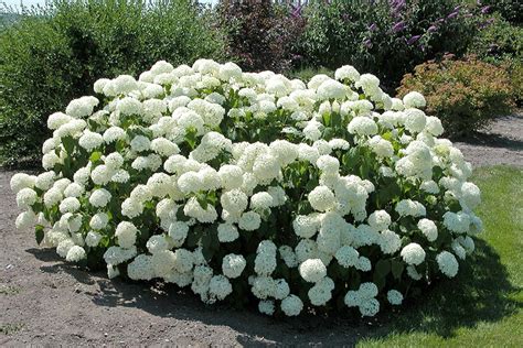 Hydrangea – Gammon's Garden Center & Landscape Nursery