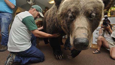 Largest Bear Ever Recorded