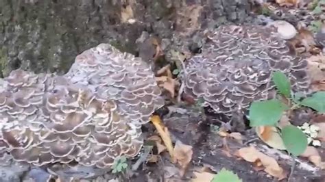 Hen of the Woods Mushrooms - YouTube