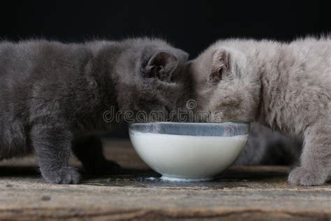 British Shorthair Kittens Drinking Milk from Bowl, Wooden Background Stock Photo - Image of ...