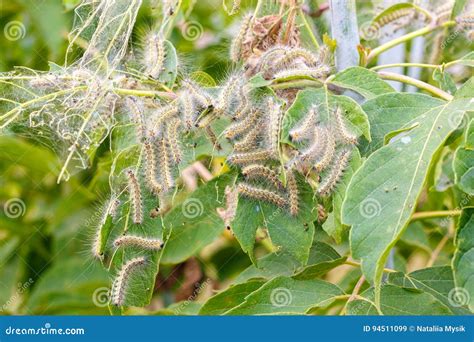 The Caterpillars Eat the Leaves of the Plant. Stock Image - Image of gypsy, head: 94511099