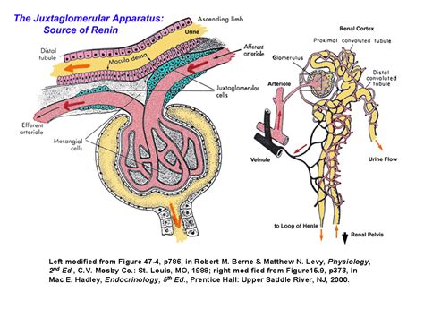 Juxtaglomerular apparatus - wikidoc