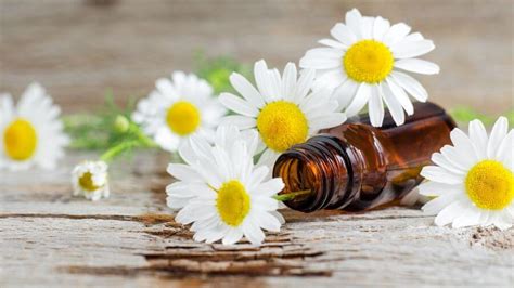 The skin benefits of chamomile | Simple Beauty