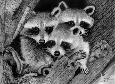 Raccoon Drawing - Raccoon - Raccoon Decor - Raccoon Art - Raccoon ...