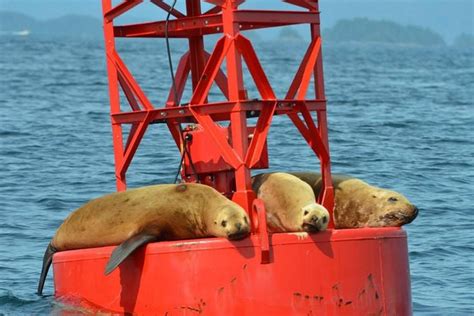 Tripadvisor | Private Sitka Whale-Watching and Marine Life Tour provided by Sitka Wildlife Tours ...