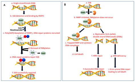 Mechanism of action of DNA damage repair in normal healthy cells and... | Download Scientific ...