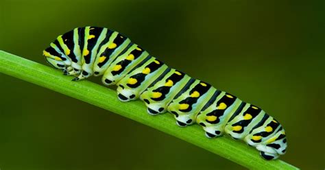 Black Swallowtail Butterfly Caterpillar - Learn About Nature