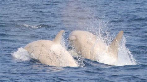 2 Paus Pembunuh Langka Terlihat di Jepang, Warnanya Albino!