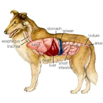 Dog Lungs Anatomy - Anatomy Book