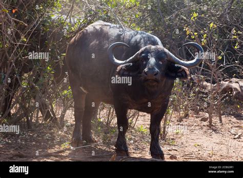 Curly horns hi-res stock photography and images - Alamy