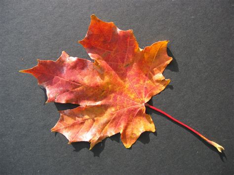Autumn Leaf Free Stock Photo - Public Domain Pictures