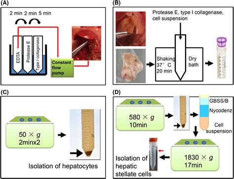 An improved experimental method for simultaneously isolating hepatocytes and hepatic stellate ...