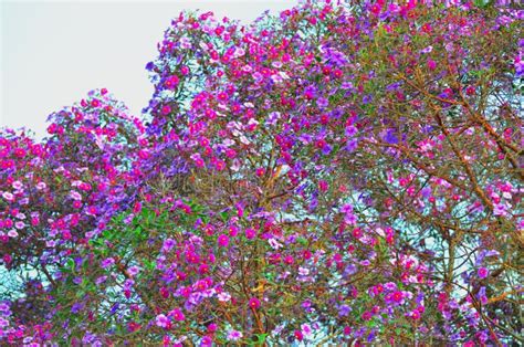 Melastomataceae Tree with Pink, Purple and Fuchsia Flowers Stock Image - Image of tree, green ...