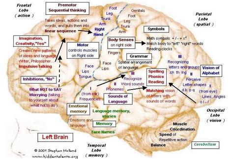 Brain Function Map ~ AFP CV