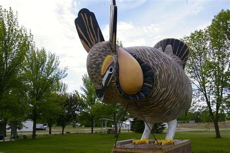 Snap a Photo with the World's Largest Booming Prairie Chicken