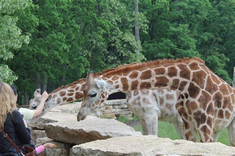 Timbavati Wildlife Park {Wisconsin Dells, WI} - Making Time for Mommy